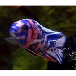 Malawiciklide, Aulonocara calico